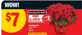 No Frills POINSETTIA, 6 inch offer