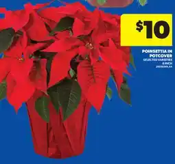 Real Canadian Superstore POINSETTIA IN POTCOVER, 6 INCH offer