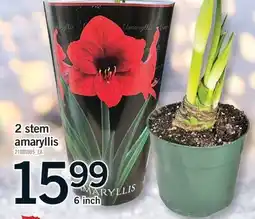 Fortinos 2 STEM AMARYLLIS, 6 inch offer