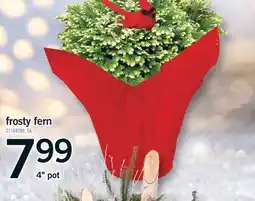 Fortinos FROSTY FERN, 4 pot offer