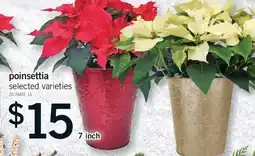Fortinos POINSETTIA, 7 INCH offer