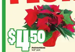 Chalo FreshCo Poinsettias 4.5 pot offer