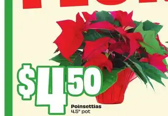 Chalo FreshCo Poinsettias 4.5 pot offer