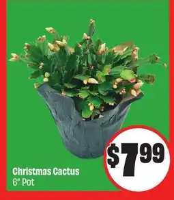 Chalo FreshCo Christmas Cactus 6 Pot offer