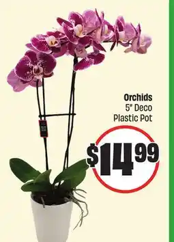 Chalo FreshCo Orchids 5 Deco Plastic Pot offer