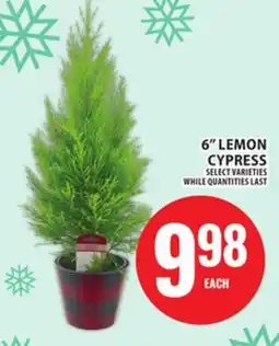 Food Basics 6 LEMON CYPRESS offer