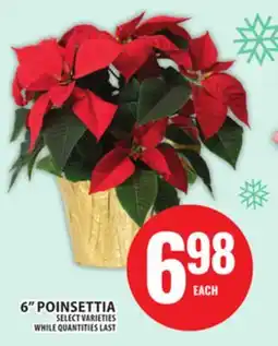 Food Basics 6 POINSETTIA offer