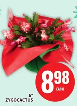 Food Basics 6 ZYGOCACTUS offer