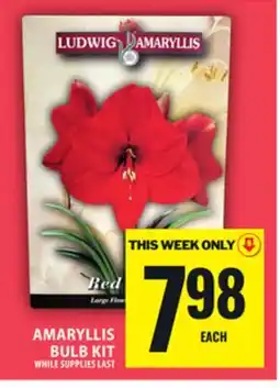 Food Basics AMARYLLIS BULB KIT offer