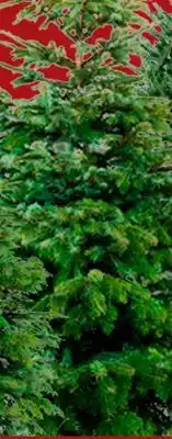 RONA 6' Promo Balsam firs offer