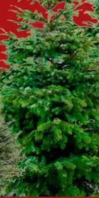 RONA 5' Promo Balsam firs offer