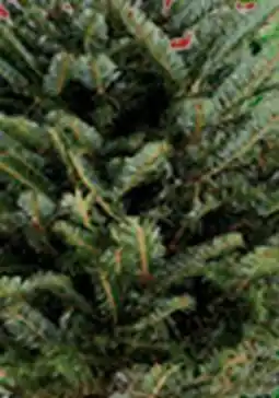 RONA Balsam firs offer