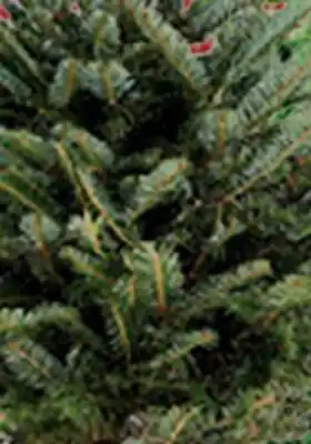 RONA Balsam firs offer