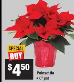 Home Depot Poinsettia offer