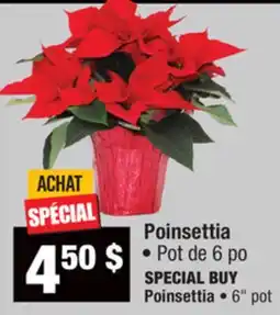 Home Depot Poinsettia •6 pot offer