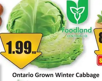 Starsky Ontario Grown Winter Cabbage offer