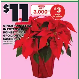 Independent City Market 6 INCH POINSETTIA IN POTCOVER POINSETTIA DE 6 PO DANS UN CACHE-POT offer