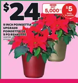 Independent City Market 9 INCH POINSETTIA UPGRADE offer