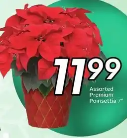 Sobeys Assorted Premium Poinsettia offer