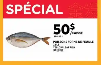 Kim Phat YELLOW LEAF FISH offer