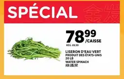 Kim Phat WATER SPINACH offer