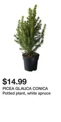 IKEA PICEA GLAUCA CONICA Potted plant, white spruce offer