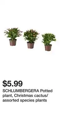 IKEA SCHLUMBERGERA Potted plant, Christmas cactus/assorted species plants offer