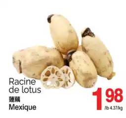 T&T Supermarket RACINE DE LOTUS offer