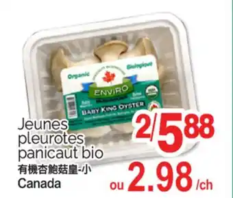 T&T Supermarket JEUNES PLEUROTES PANICAUT BIO offer