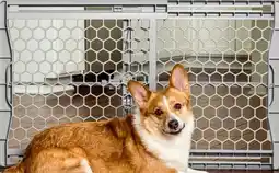 Petvalu Carlson Pet Plastic Expandable Gate offer