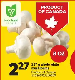 Giant Tiger whole white mushrooms offer