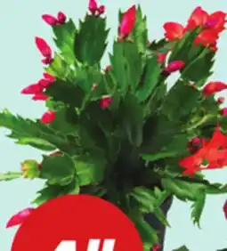 Giant Tiger 4 Christmas Cactus offer