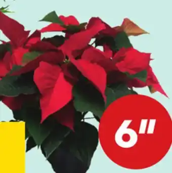 Giant Tiger 6 poinsettia offer