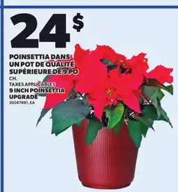 Provigo 9 INCH POINSETTIA UPGRADE offer