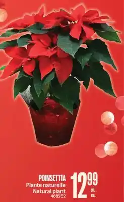 Jean Coutu POINSETTIA Natural plant offer