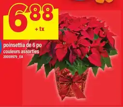 Maxi POINSETTIA, DE 6 PO offer
