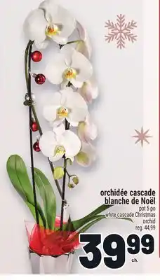 Metro ORCHIDÉE CASCADE BLANCHE DE NOËL | WHITE CASCADE CHRISTMAS ORCHID offer
