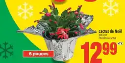 Super C cactus de Noël | Christmas cactus offer