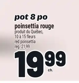 Metro POINSETTIA ROUGE | RED POINSETTIA offer