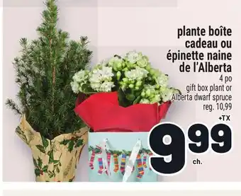 Metro PLANTE BOÎTE CADEAU OU ÉPINETTE NAINE DE L'ALBERTA | GIFT BOX PLANT OR ALBERTA DWARF SPRUCE offer