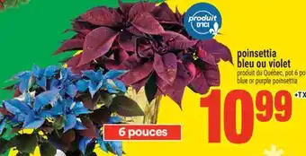 Super C bleu ou violet | blue or purple poinsettia offer