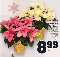 Metro POINSETTIA ROSE OU BLANC | PINK OR WHITE POINSETTIA offer