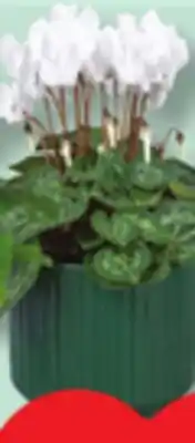 IGA CYPRESS TREE OR FLOWER POT offer