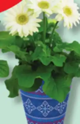 IGA BLOOMING POT offer
