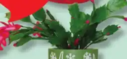 IGA CHRISTMAS CACTUS, POINSETTIA OR FLOWER POT offer