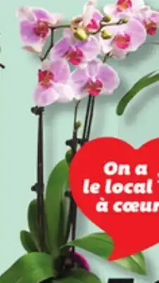 IGA MYRTLE ON STEM, BROMELIA OR ORCHID offer