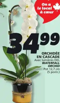 IGA WATERFALL ORCHID offer