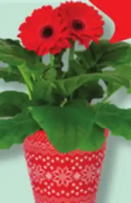 IGA FLEURIE BLOOMING POT offer