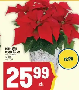 Marché Adonis POINSETTIA ROUGE 12 PO | RED POINSETTIA 12 POT offer