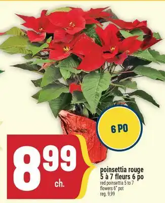 Marché Adonis POINSETTIA ROUGE 5 À 7 FLEURS 6 PO | RED POINSETTIA 5 TO 7 FLOWERS 6 POT offer